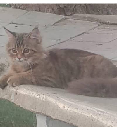 Persian tabby cat