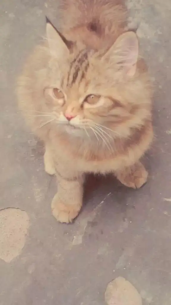 Persian tabby cat — photo 2
