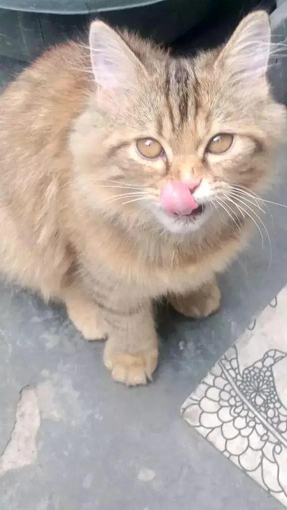 Persian tabby cat — photo 3