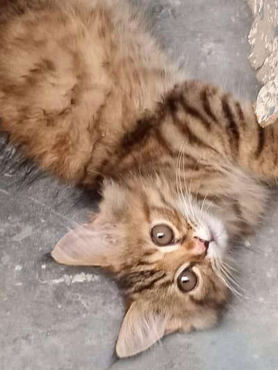 Persian tabby cat