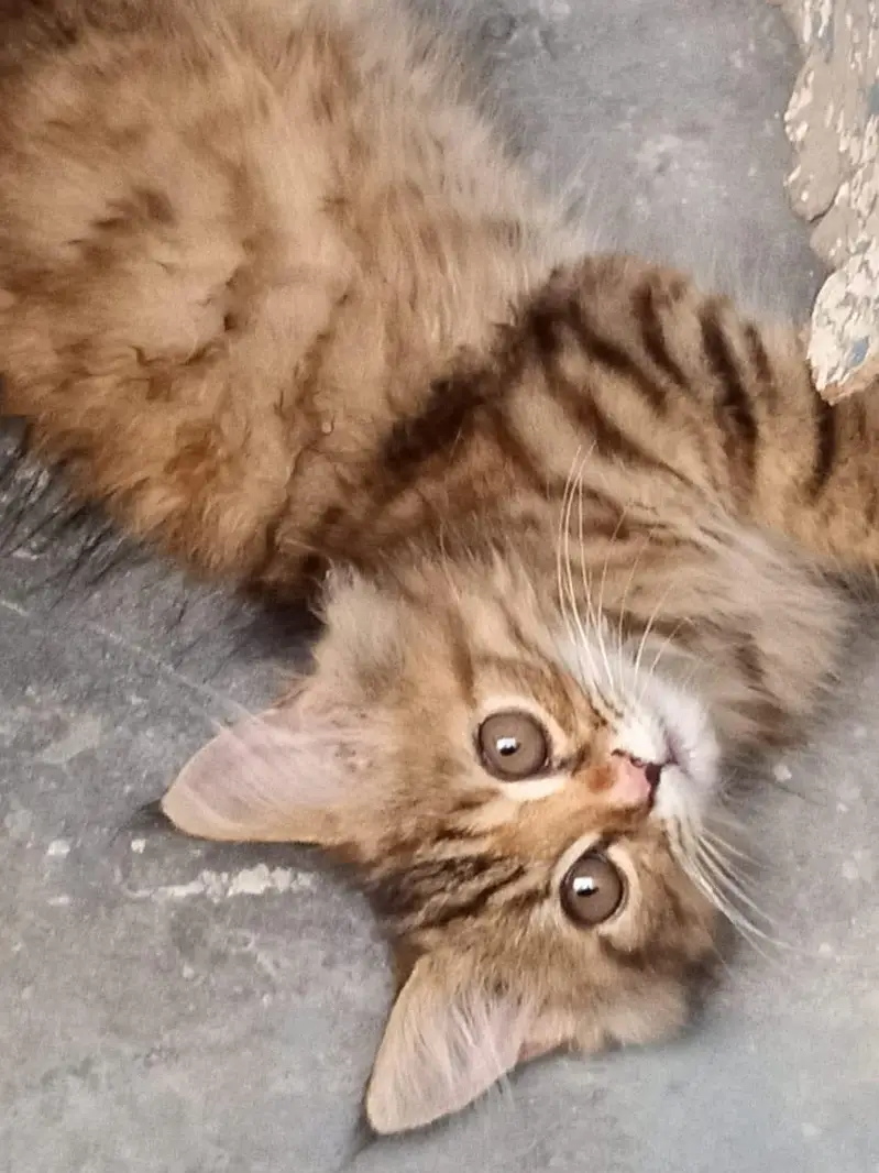 Persian tabby cat — photo 4