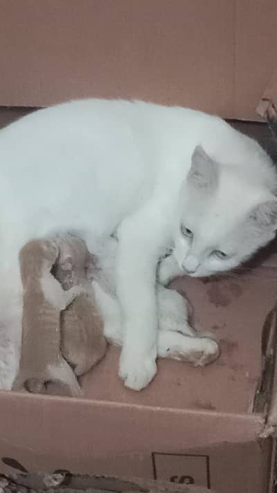 Maine apni Billi sale karni hai