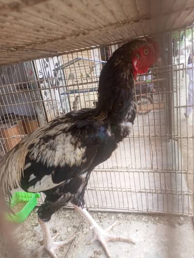 Aseel male
