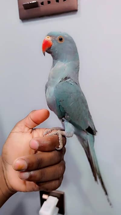 blue ringneck