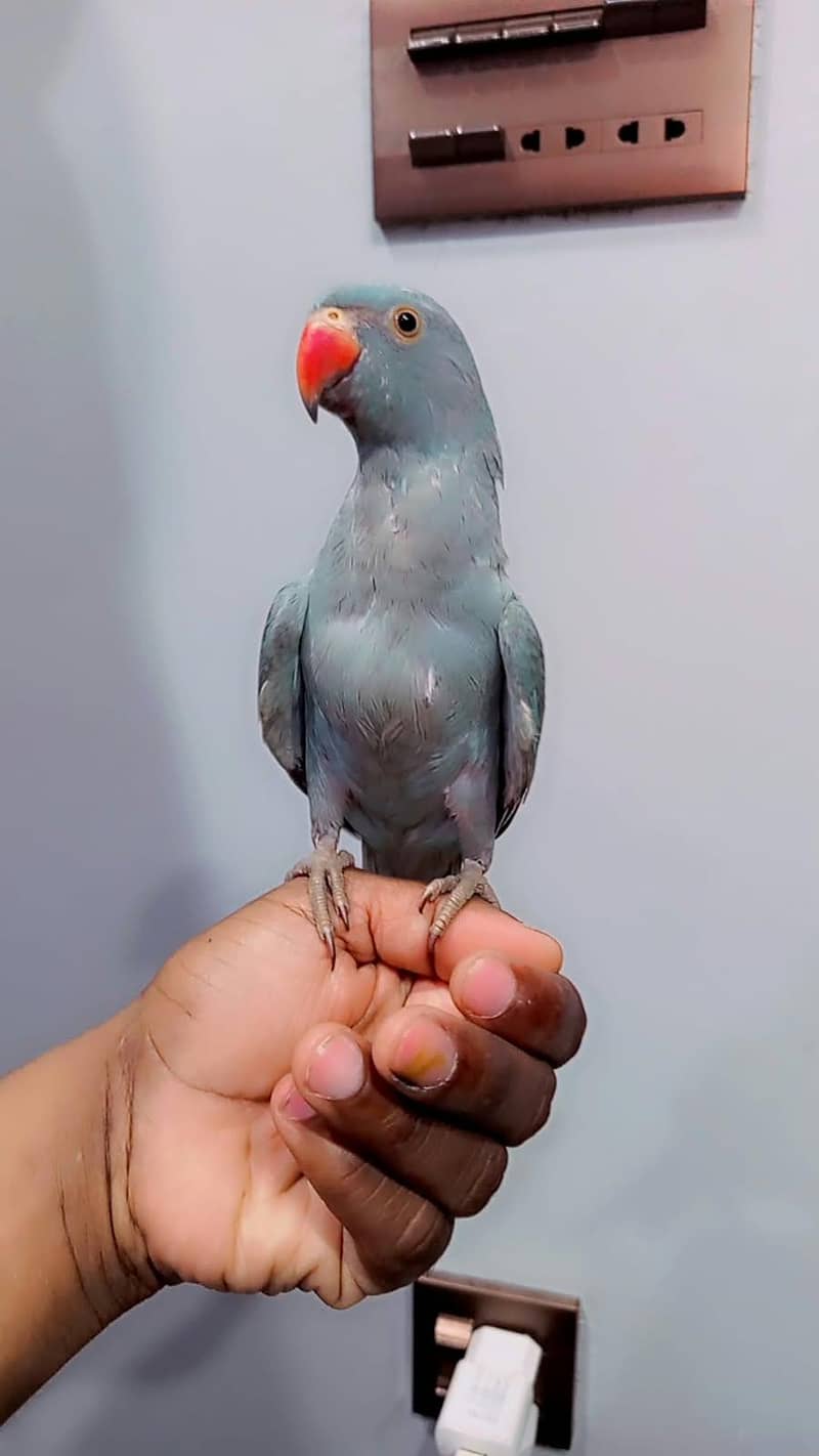 blue ringneck 1