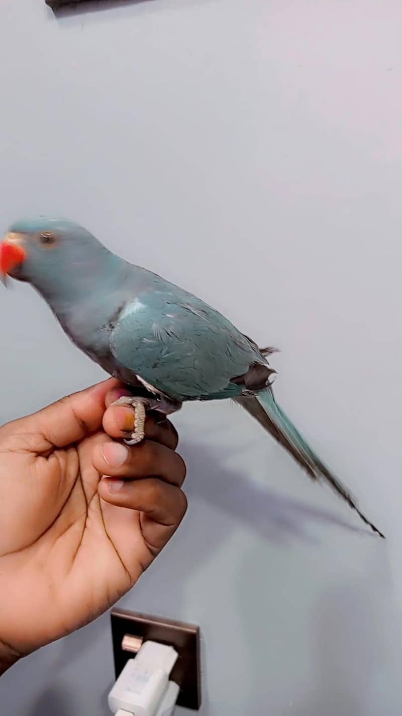 blue ringneck 2
