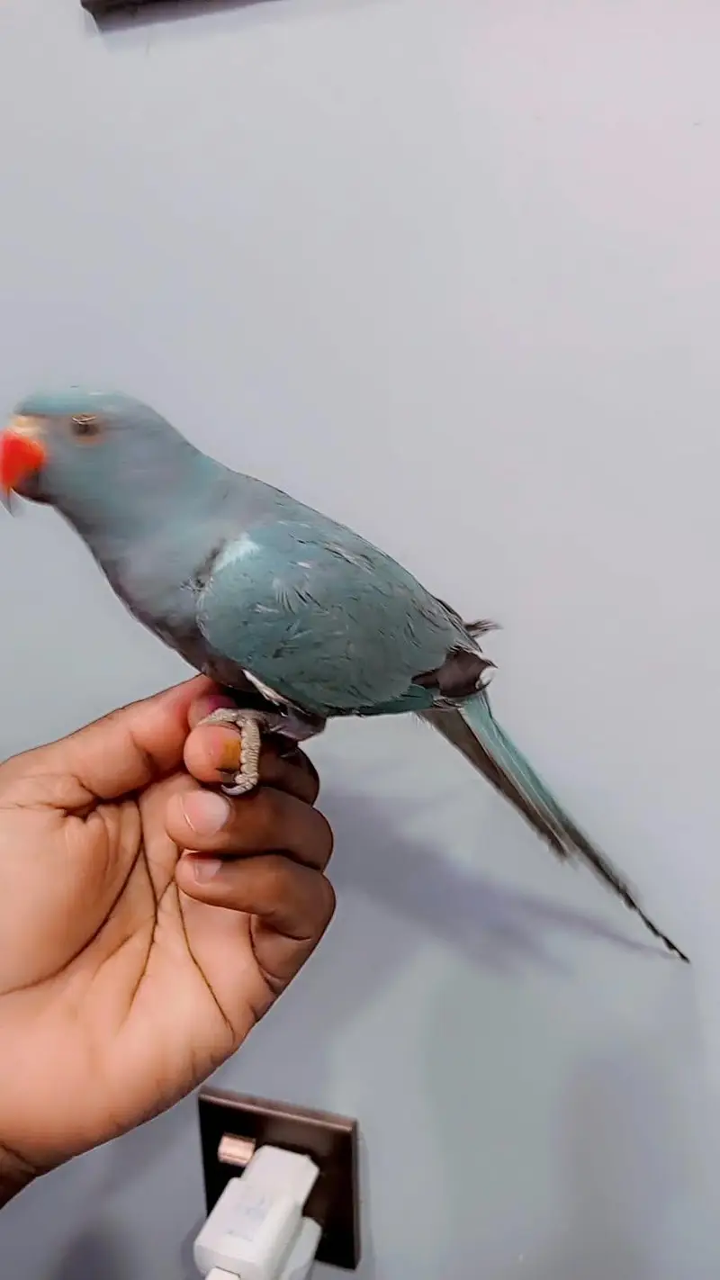 blue ringneck — photo 3