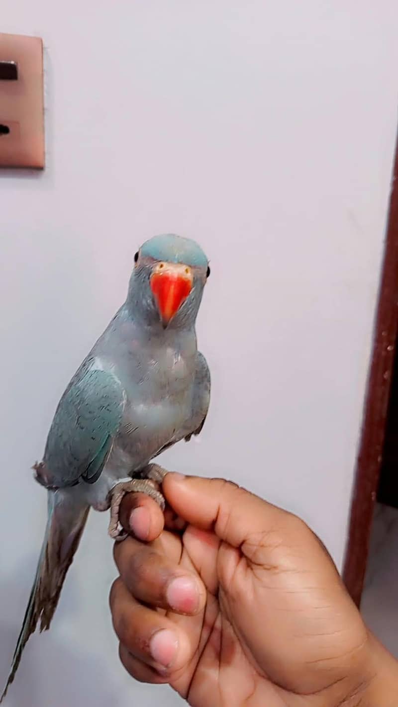 blue ringneck 3