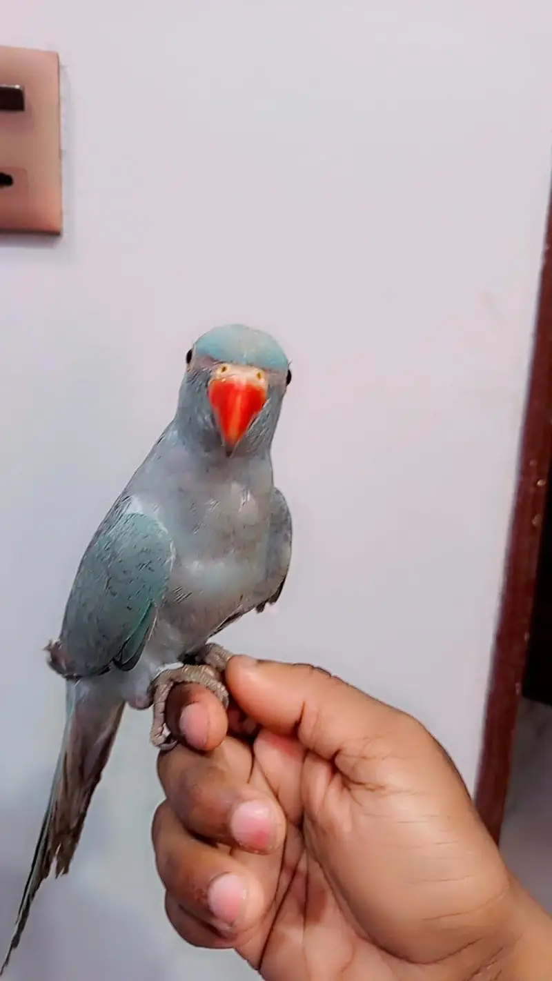 blue ringneck — photo 4