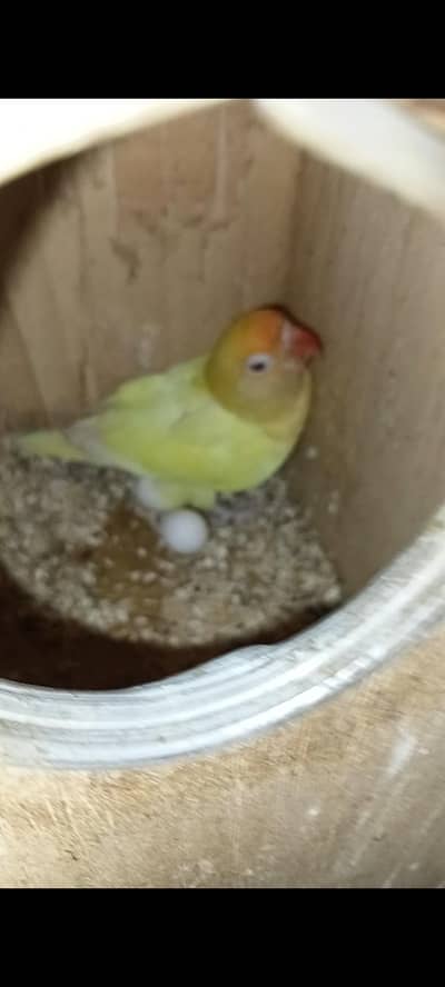 Cremino red eye and Albino blacke eye pair