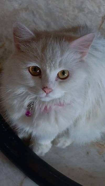 Persian female cat