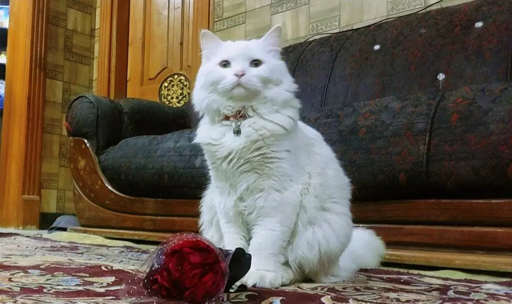 Persian female cat — photo 2