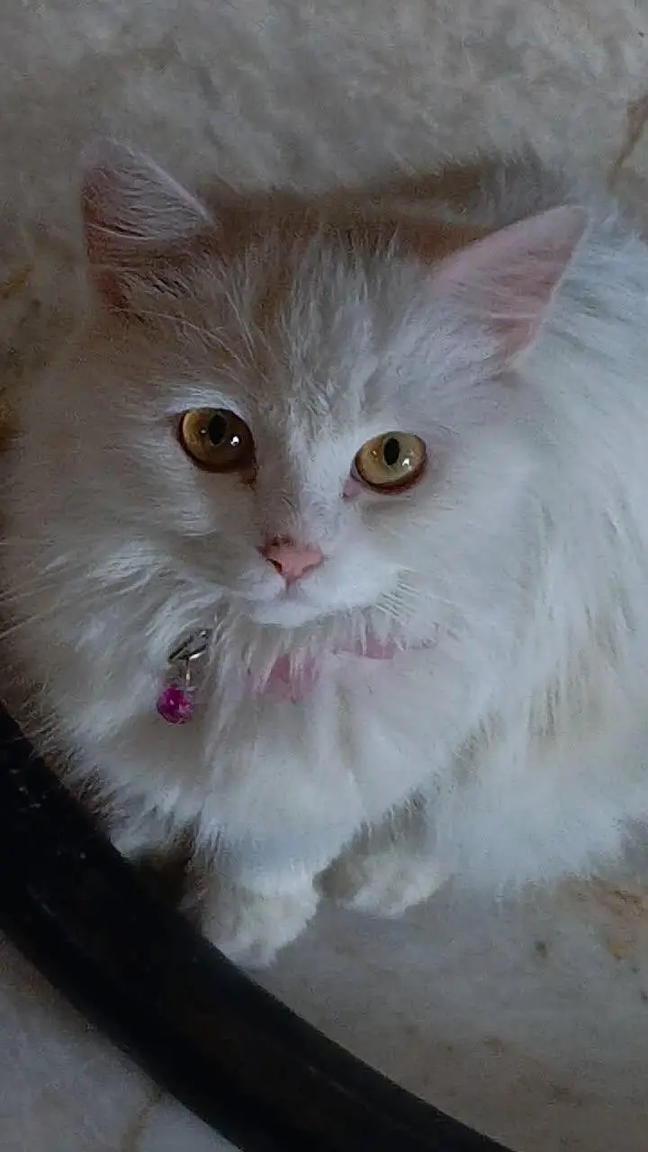Persian female cat — photo 3