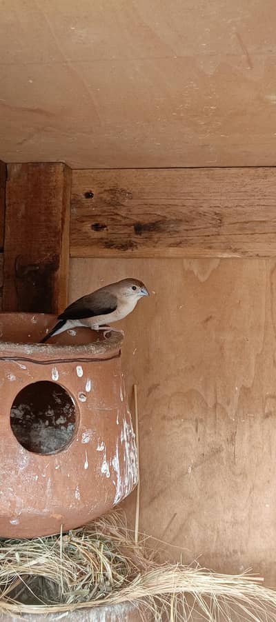 Indian silverbills