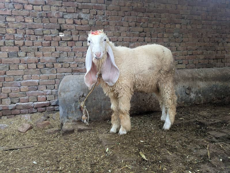 Behtreen breeder bcha 0