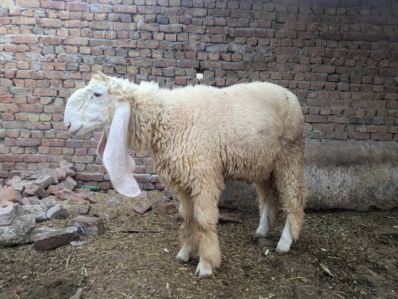 Behtreen breeder bcha 1