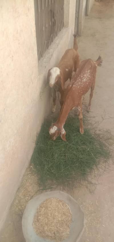 2bakrya moh sa kharya
