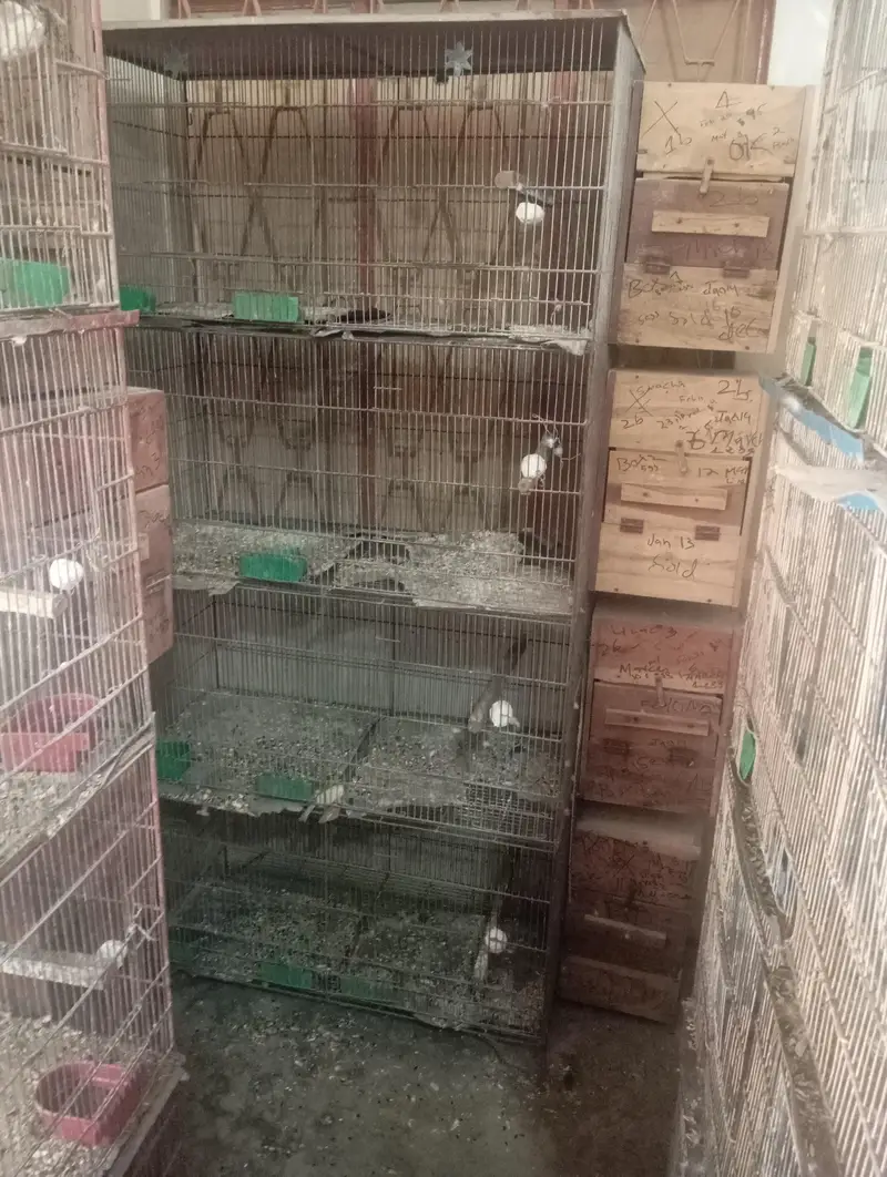 use cage birds ringnck box bhi new use ha sub — photo 2
