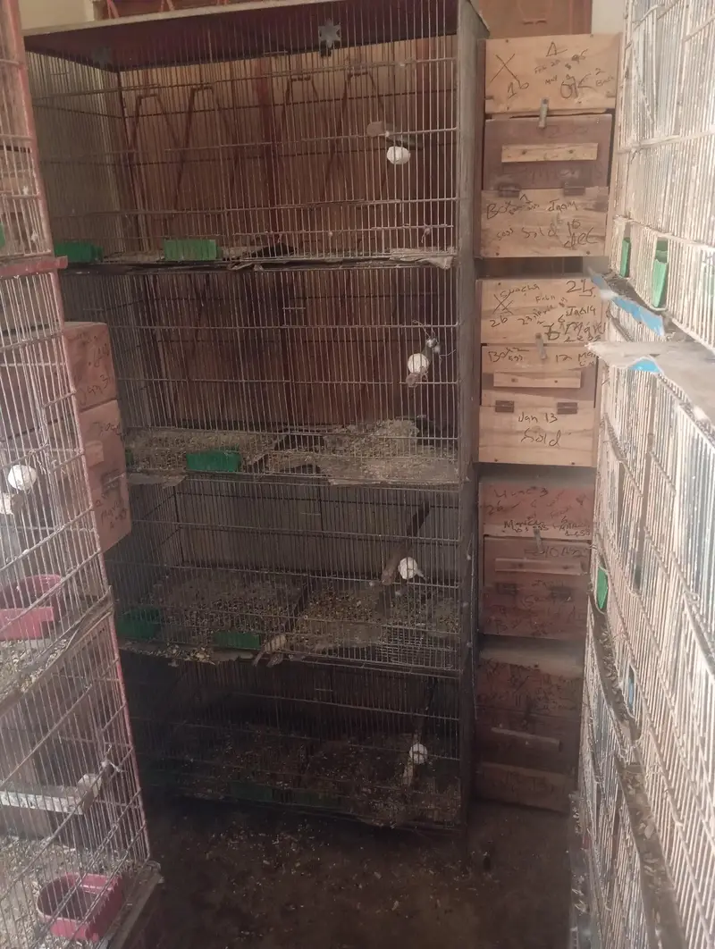 use cage birds ringnck box bhi new use ha sub — photo 3