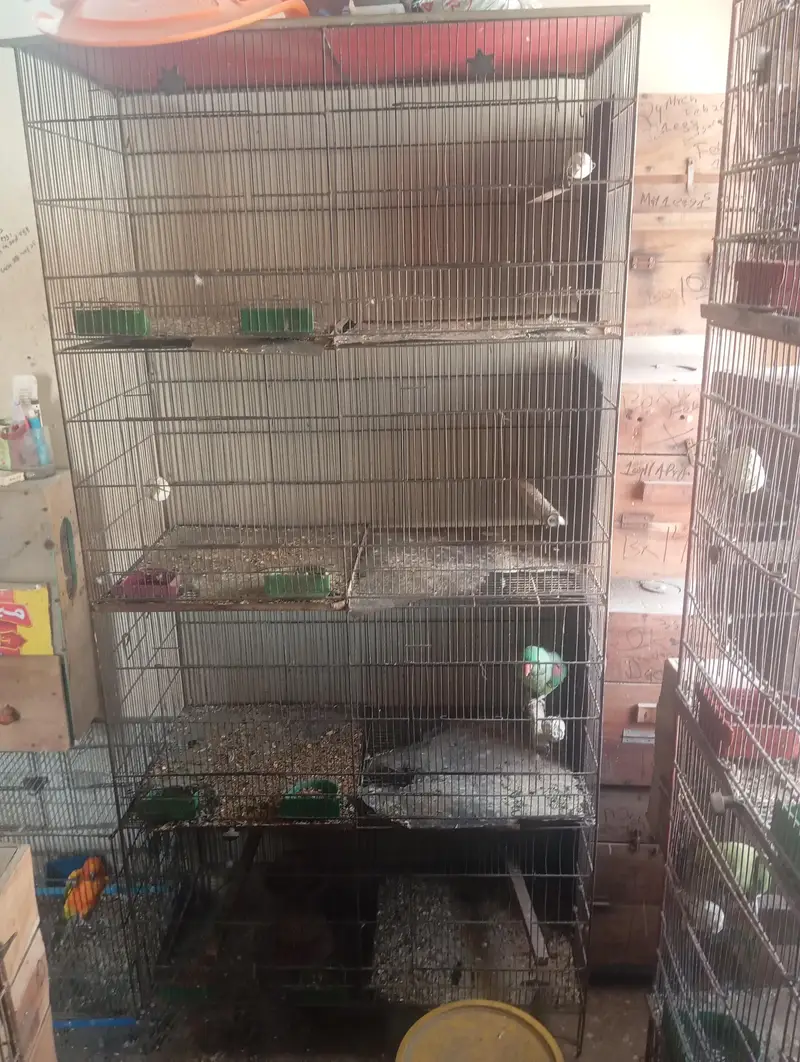 use cage birds ringnck box bhi new use ha sub — photo 4