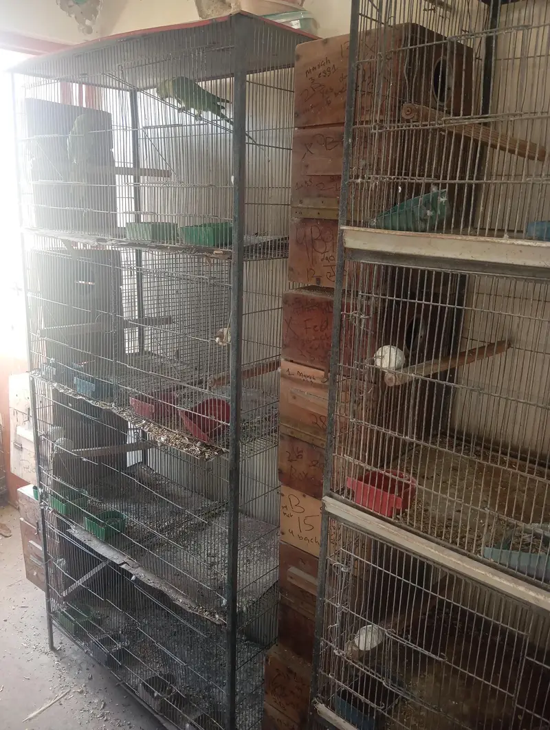 use cage birds ringnck box bhi new use ha sub — photo 5