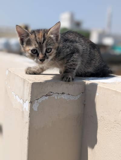 kitten for sale 50% 0ff