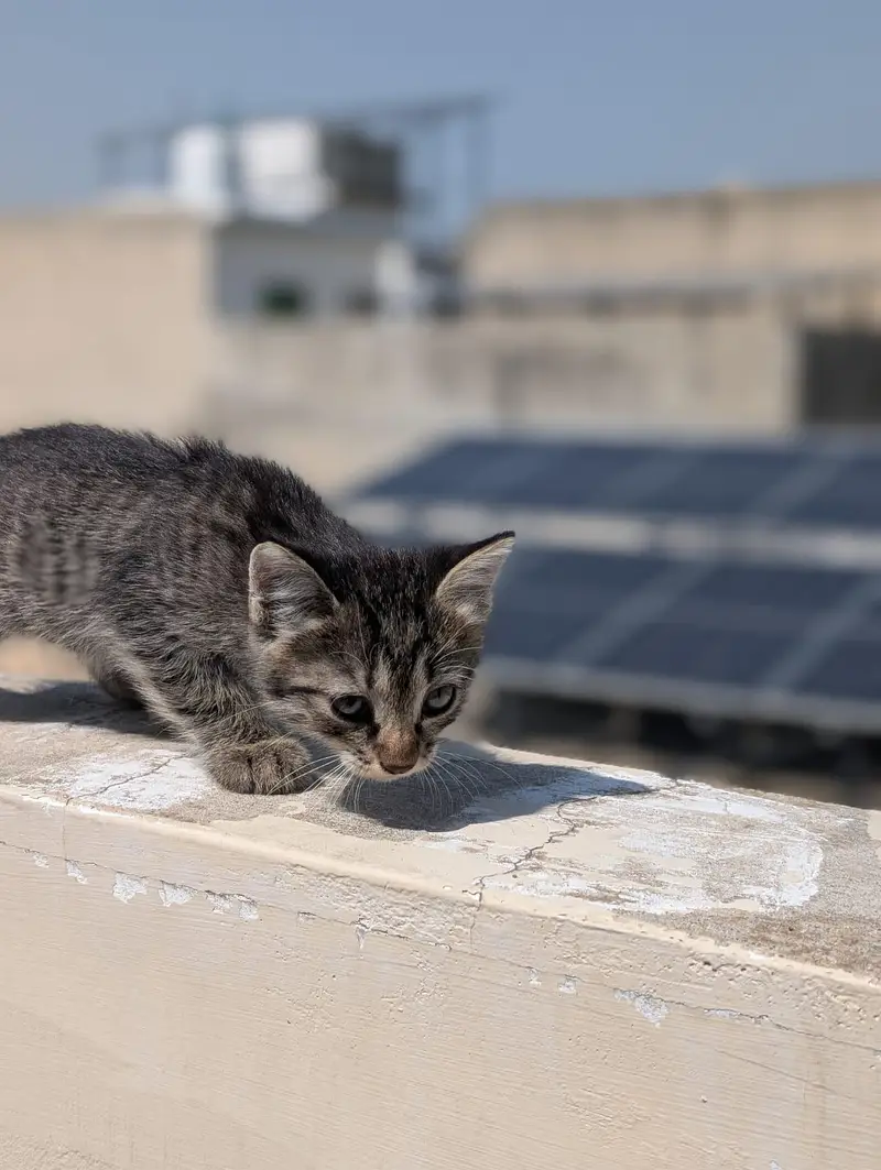 kitten for sale 50% 0ff — photo 2
