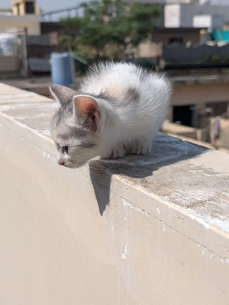 kitten for sale 50% 0ff — photo 3