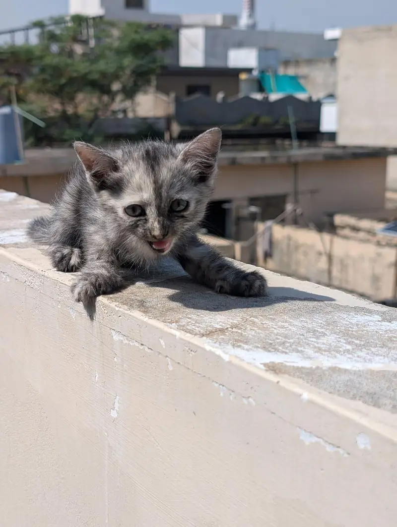 kitten for sale 50% 0ff — photo 4