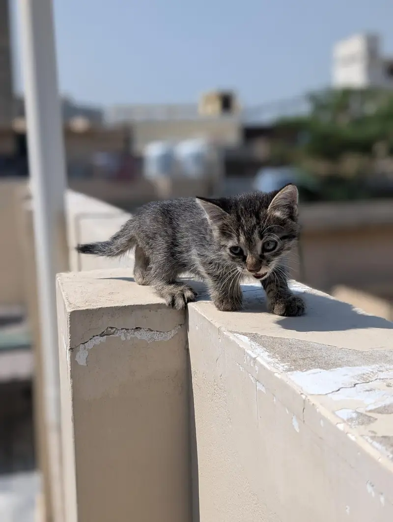 kitten for sale 50% 0ff — photo 5
