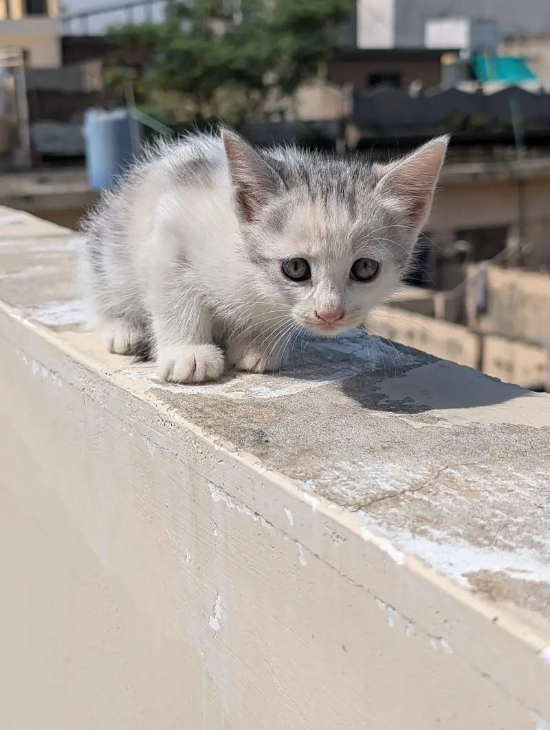 kitten for sale 50% 0ff — photo 6