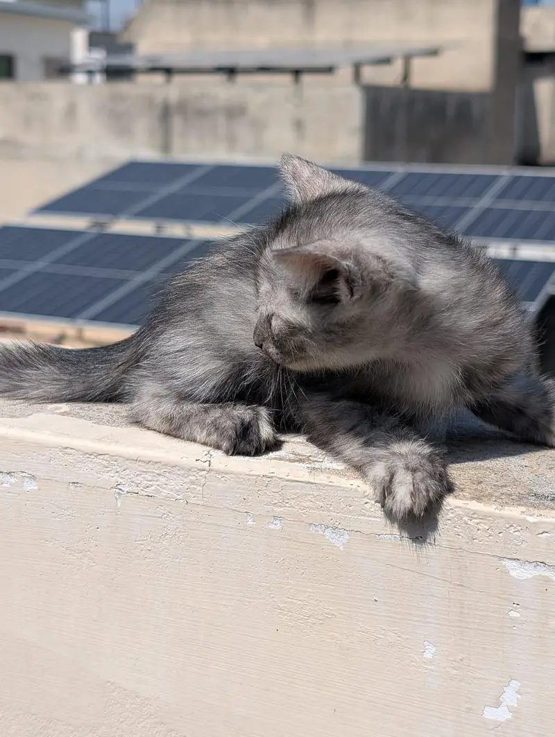 kitten for sale 50% 0ff — photo 7