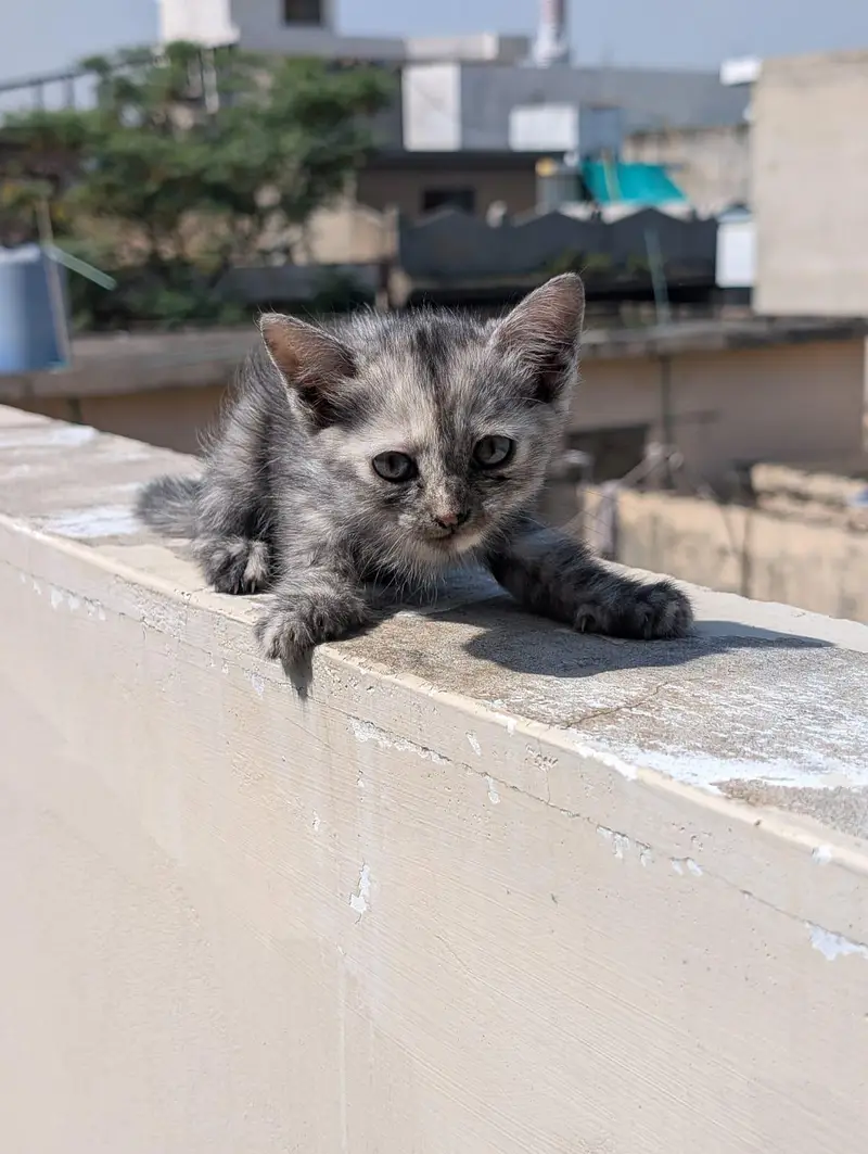 kitten for sale 50% 0ff — photo 8