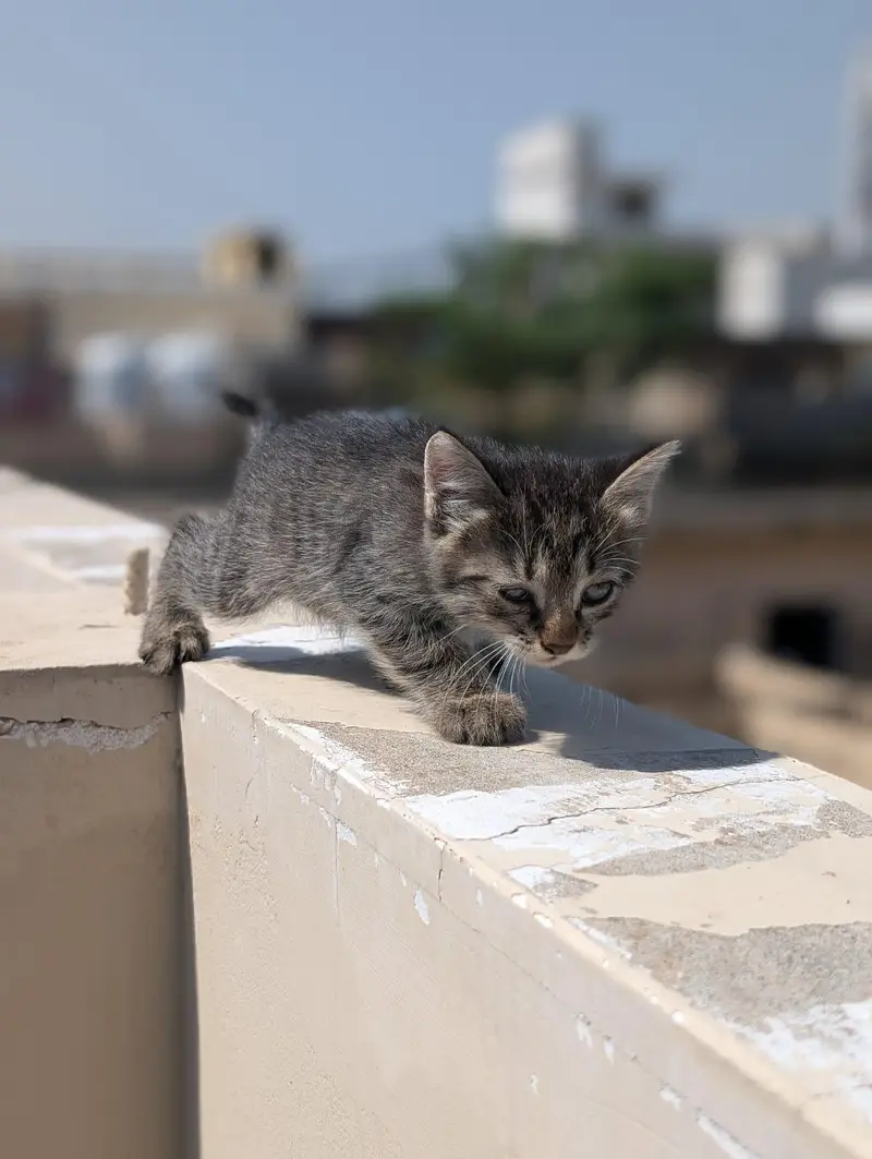 kitten for sale 50% 0ff — photo 9