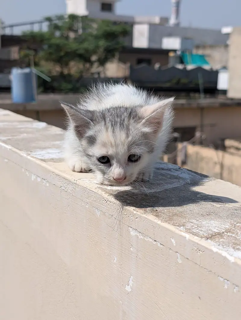 kitten for sale 50% 0ff — photo 10