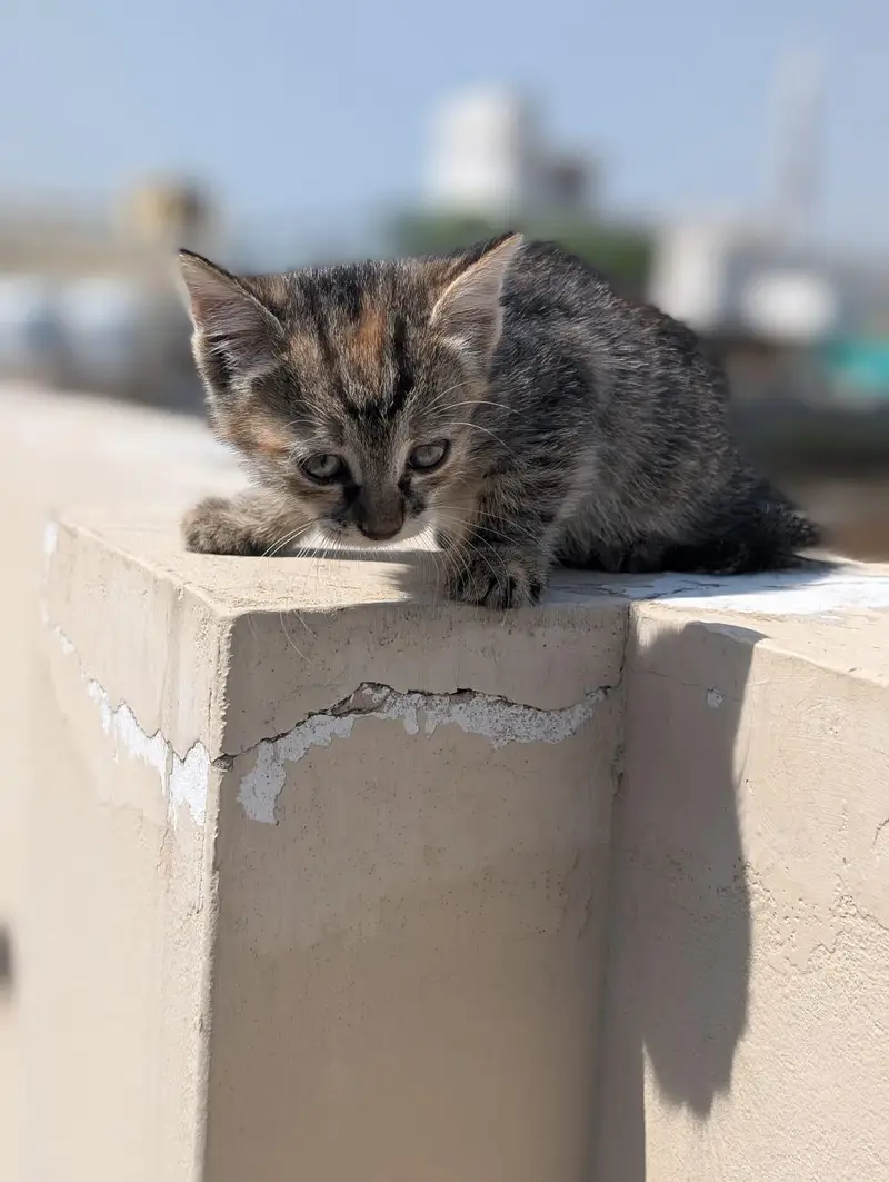 kitten for sale 50% 0ff — photo 11