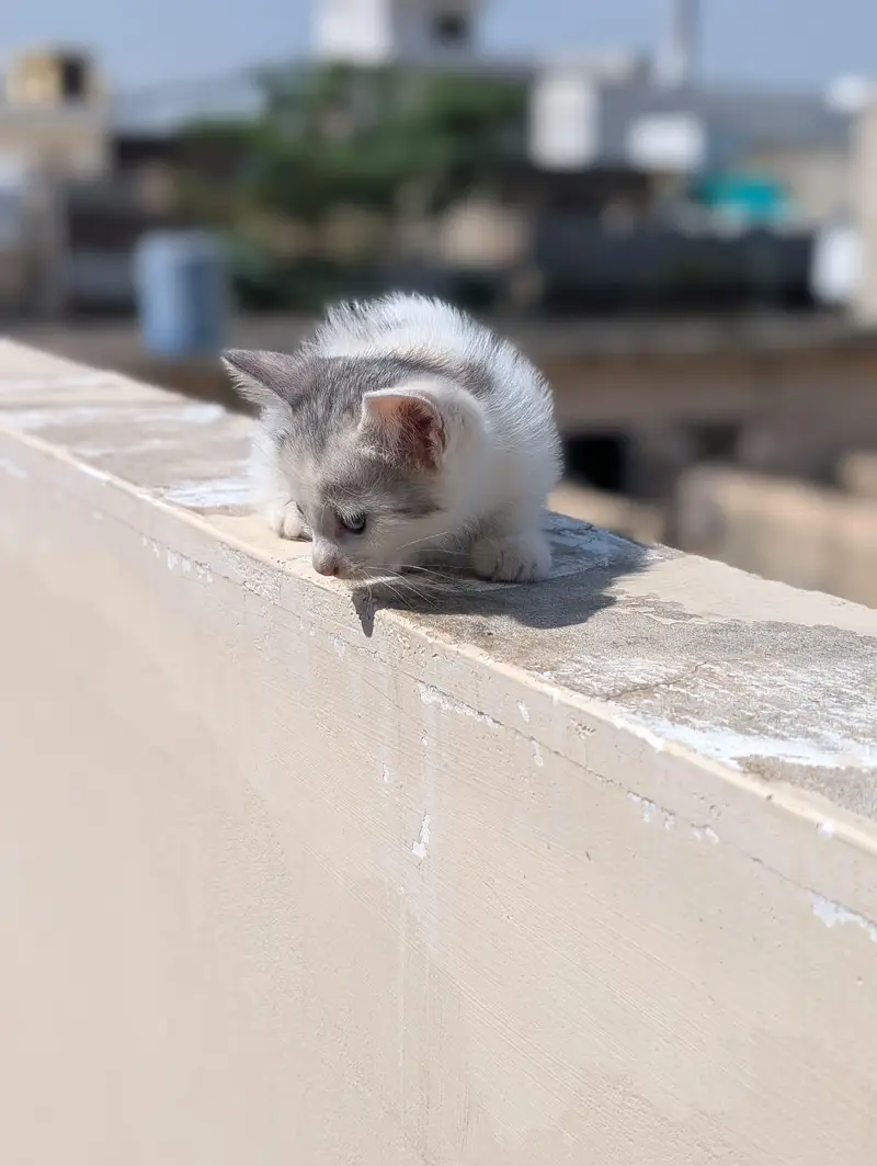 kitten for sale 50% 0ff — photo 12
