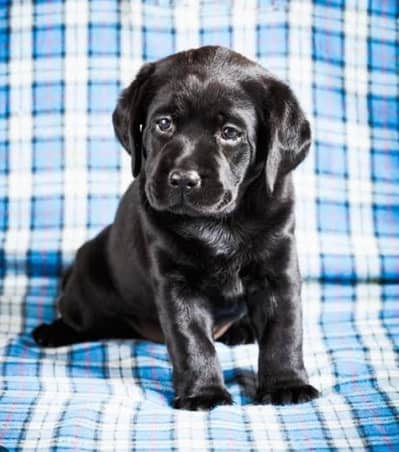 Imported Labrador puppies available high-quality