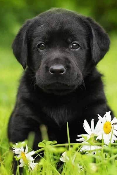 quality labrador puppies high-quality