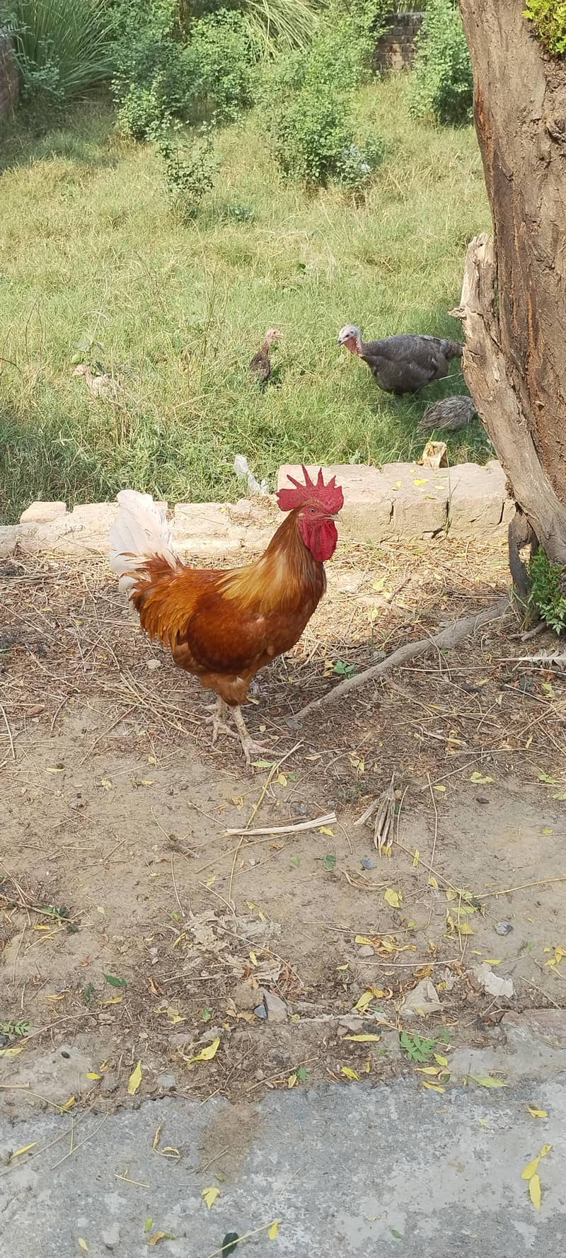 Desi  Hens 0