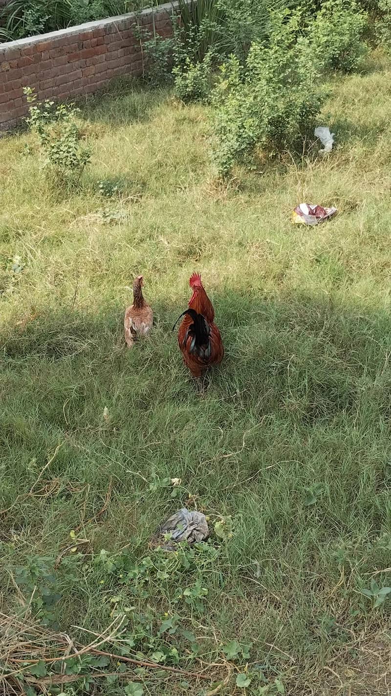 Desi  Hens 1