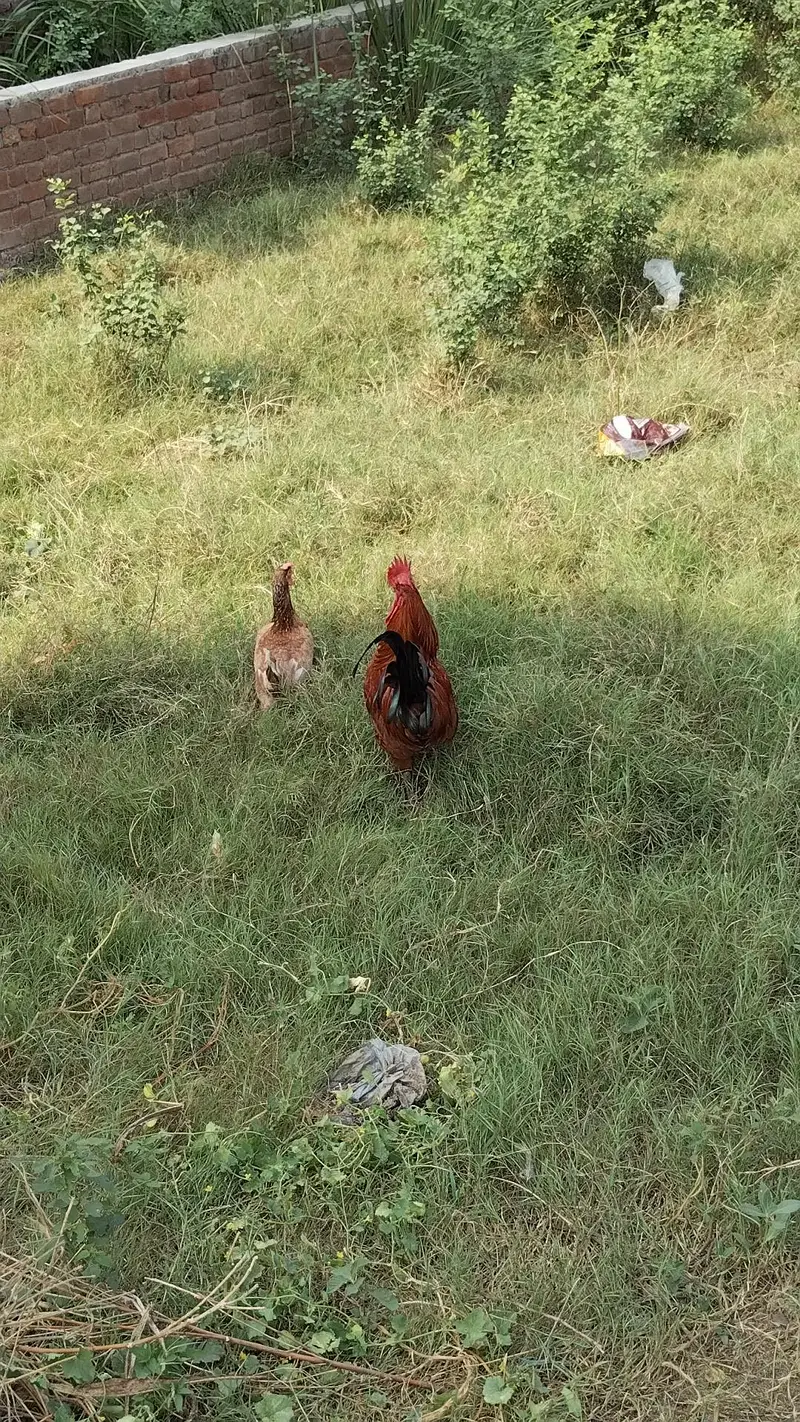 Desi  Hens — photo 2