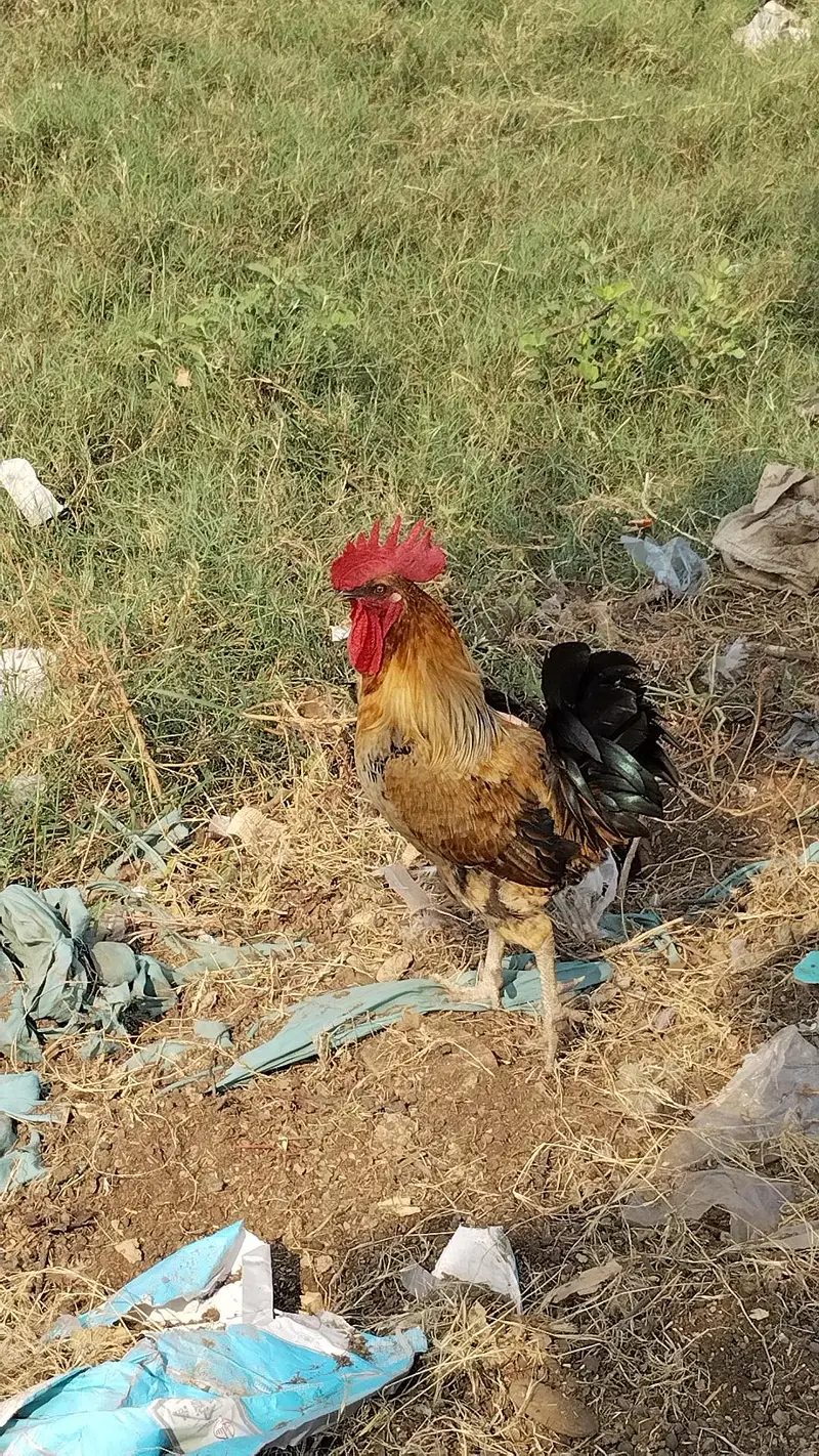 Desi  Hens — photo 3