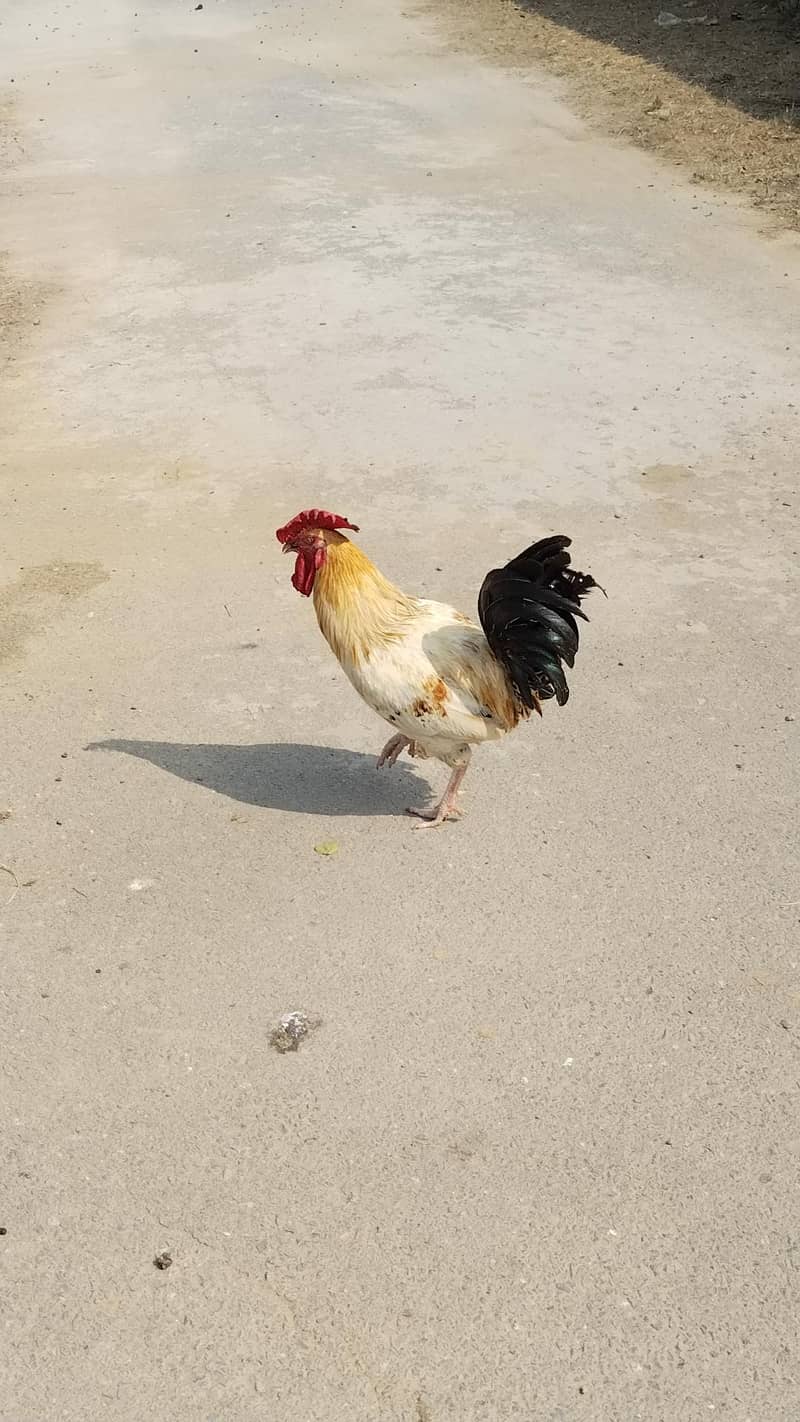 Desi  Hens 3
