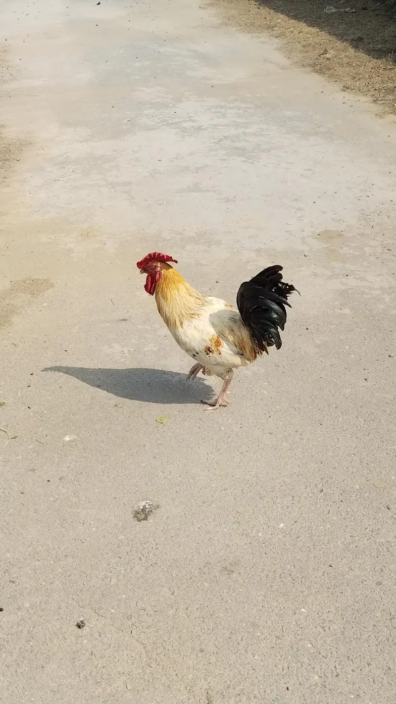 Desi  Hens — photo 4