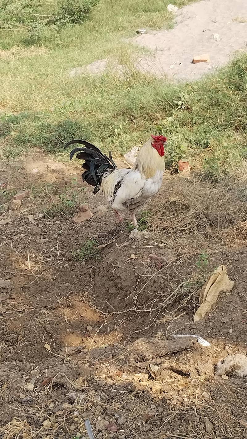 Desi  Hens 4
