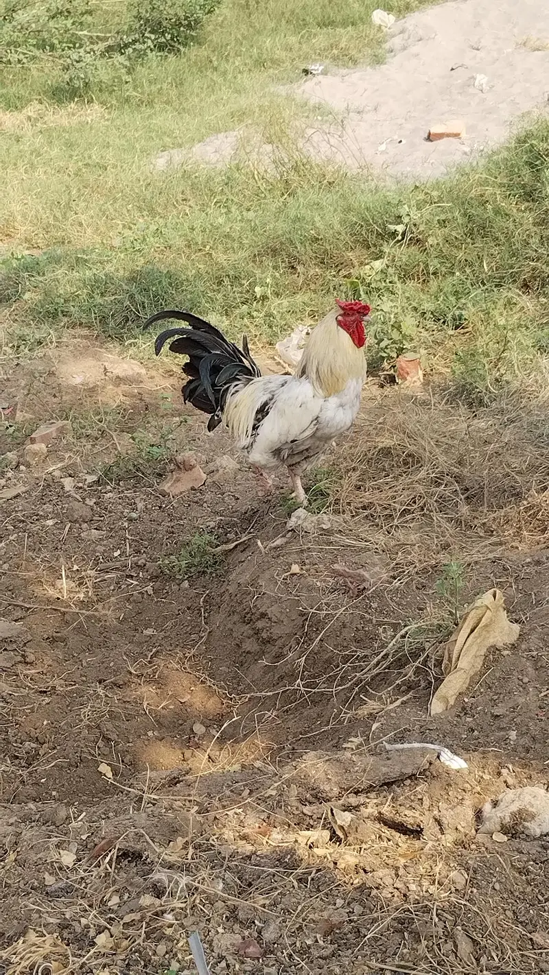 Desi  Hens — photo 5
