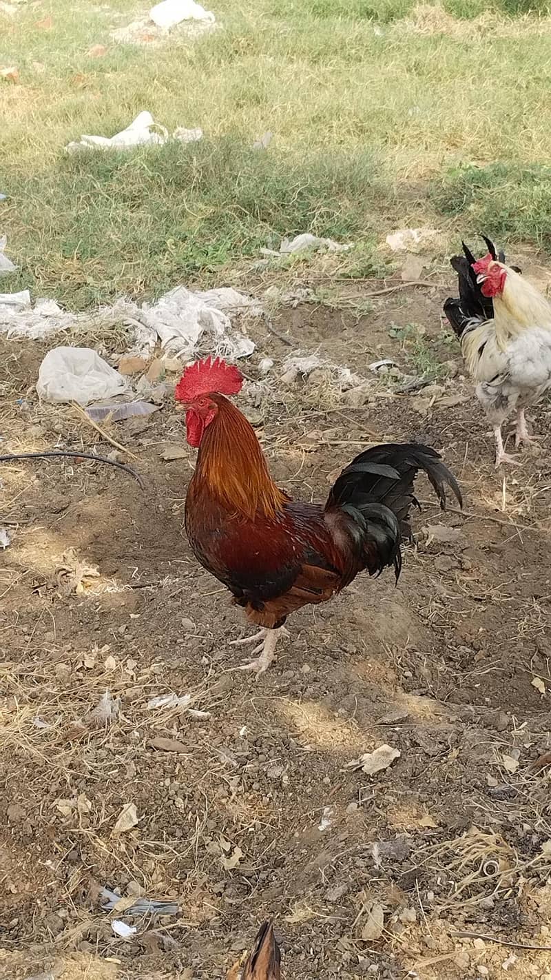 Desi  Hens 5