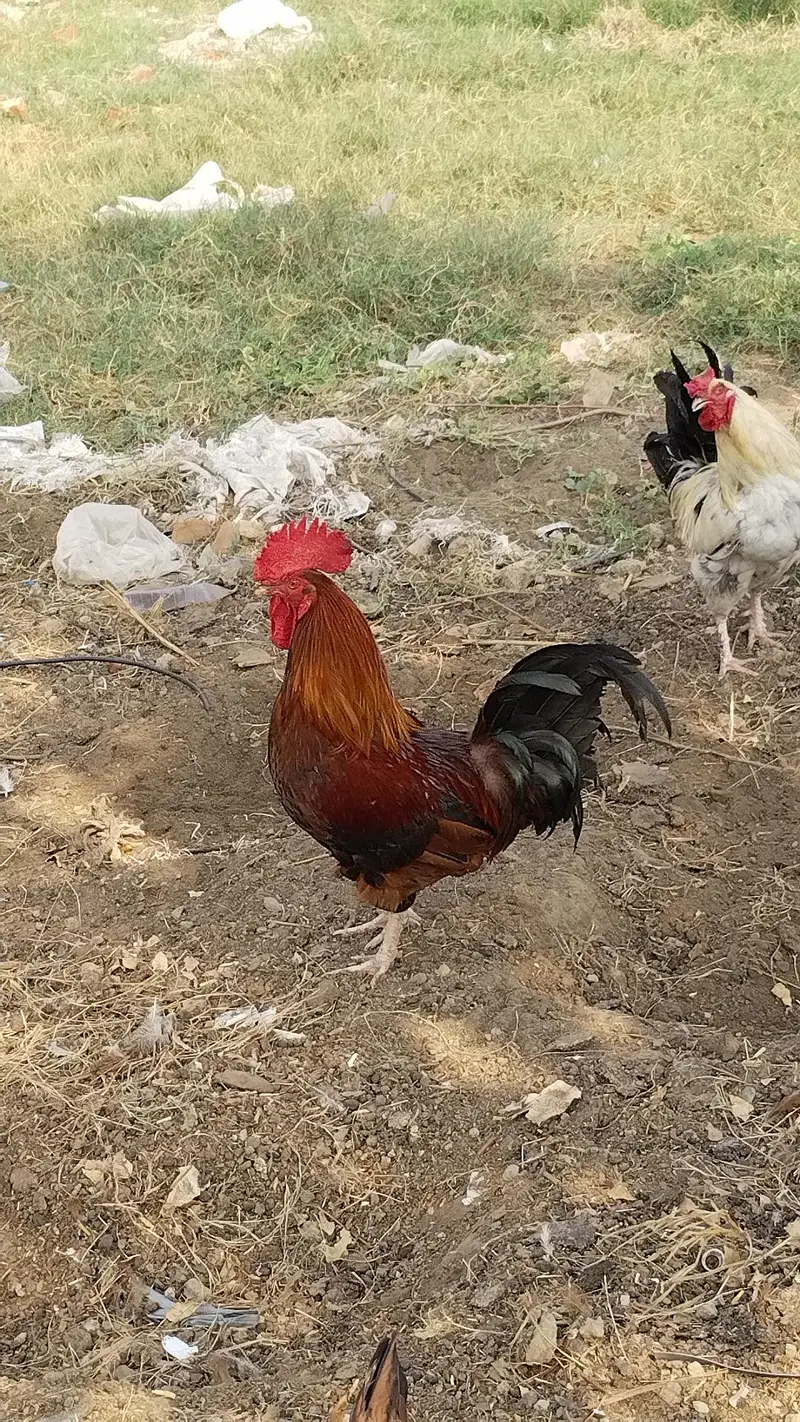 Desi  Hens — photo 6