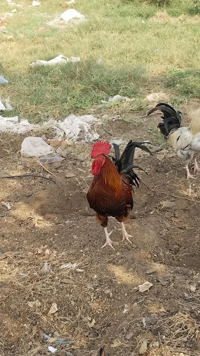 Desi  Hens — photo 7